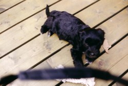  puppy Xanty Bijou v.h.Haskerhs